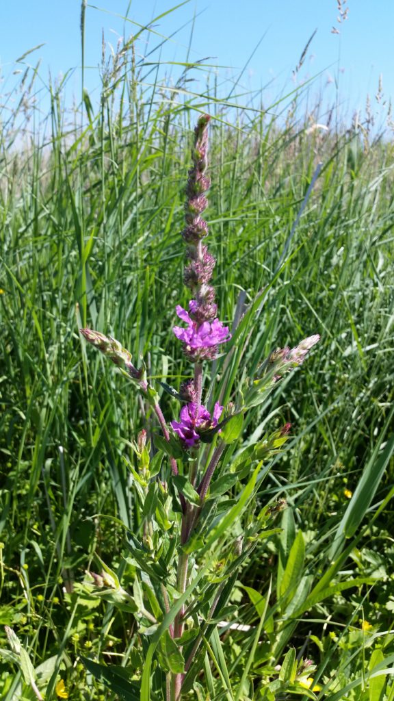 non-native invasive plant