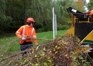 Woody Invasive Species Removal -Our team has experience and expertise with large scale removal projects of woody invasive's such as European Buckthorn.